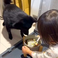 娘が犬のご飯に『おいしくなぁれ』と魔法をかけた結果…まさかすぎる結末が453万回再生「フライングしてるの草」「あまりにも尊い光景」