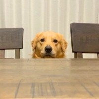 大型犬が『バレバレすぎるイタズラ』をした結果…まさかの『気付かれてないと思っている姿』が面白いと67万再生「わかりやすすぎるｗ」と爆笑