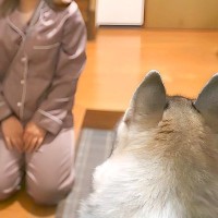 ハスキー犬が『1週間ぶりにお母さんと再会した』結果…衝撃的な『まさかの対応』に爆笑「感動の再会とはｗ」「塩対応すぎて草」と70万再生