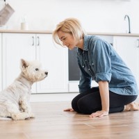 犬への間違った『ダメ』の使い方4選　叱られていることが伝わらないNG行為まで解説