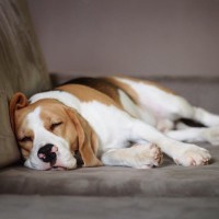 愛犬が一緒に寝てくれないのはなぜ？3つの理由と誘いに乗りやすくなる配慮をしてあげよう