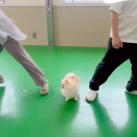 犬は『パパとママが突然離れたら』どっちに行く？検証してみたら…『まさかすぎる結末』が切ないと10万再生「なんの躊躇もないｗ」と爆笑