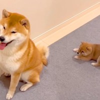 赤ちゃん犬が『背後に忍び寄った』結果…まさかの『奇襲を仕掛ける光景』が可愛すぎると167万再生「圧倒的戦力差で草」「すれ違う思いｗ」