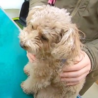 『動物病院が苦手な犬』を獣医さんに診てもらった結果…まさかの『必死の抵抗』が可愛すぎると109万再生「拒絶感すごくて草」「嫌だよねｗ」