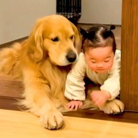 大型犬と赤ちゃんが『どっちが先に家族に甘えるか』を競った結果…まさかの『譲ってあげる光景』が優しすぎると37万再生「可愛い」「展開最高」