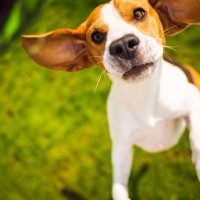 すぐに『興奮してしまう』犬種3選　落ち着かせる方法や飼い方のポイントまで