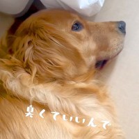 お風呂嫌いな犬を『脱衣所まで連れてきた』結果…とんでもなく分かりやすい『断固拒否』が面白すぎると話題に「雑な作戦で草」「死んだふり？ｗ」