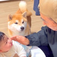 犬と赤ちゃんがいる家に『大好きなじいちゃんばあちゃんが来た』結果…まさかの『狂喜乱舞で大絶叫する姿』が53万再生「見送る姿が切ない」