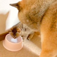 子猫が水を飲もうとした結果、犬が…まさかの『先に飲ませてあげる』光景が優しすぎると45万再生「なんて紳士なの」「さり気ない気遣い」