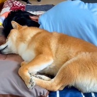 父が『体調不良でダウン』した結果…犬が見せた『優しすぎる神対応』に感動が止まらないと78万再生「本当の愛…」「でも枕占領してるの草」