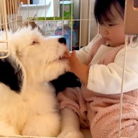 子犬のそばで『赤ちゃんが号泣』していたら…『まさかの行動』に感動の嵐「優しい世界」「子犬でもこんな行動とるんだ」と40万再生