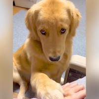 大型犬を『撫でるのやめてみた』結果…想定外な『催促方法』が尊すぎると392万再生「犬パンチｗ」「かわいすぎる罪で逮捕」「心がとろけた」