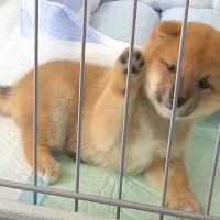 『こんなに大人しかった赤ちゃん犬が…』たったの2週間で見せた『まさかの成長』が可愛すぎると8万再生「恐ろしいほど早いｗ」「安心したのか」