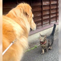 犬が散歩中に『おしゃべり好きな猫』と出会った結果…『まさかの展開』に戸惑う姿が374万再生「社交的すぎて草」「可愛いハプニングｗ」