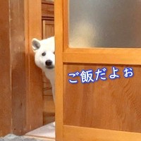 犬がお母さんの代わりに『晩ご飯できた報告』をする光景…可愛すぎる『お知らせの仕方』が25万再生「ガラスに透けてるｗ」「たまらん」と絶賛