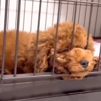 元気がない『売れ残りの犬』を飼った結果…ボロボロの姿と飼い主の覚悟が137万再生「なんて心優しい人」「たくさん幸せになってほしい」