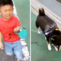 犬の散歩中、叱られてしまった男の子…当時では考えられない『6年後の姿』が頼もしすぎると16万再生「めっちゃお兄さん」「泣ける」と感動