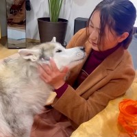 お姉ちゃんが旅行から帰ってきた結果、犬が…まさかの『適当すぎるお出迎え』が25万再生「お土産しっかり食べてて草」「眠気には勝てないｗ」