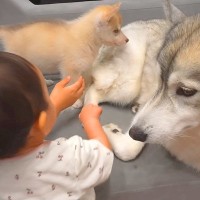 大型犬と赤ちゃんの愛しの時間に『子犬が乱入した』結果…態度が急変する光景が9万再生「扱い方分からないよねｗ」「ほんと素敵なご家族」