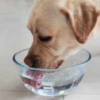 犬の飲み水の『適正な温度』とは？冷たい方がいいの？体に負担がかかる与え方とは