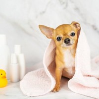 老犬に負担を掛けずにシャンプーをする方法3つ　知っておくべき適切な頻度やコツを解説