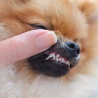 犬の歯が折れたらどうする？折れてしまったときに取るべき行動、やってはいけないNG行為から予防法まで