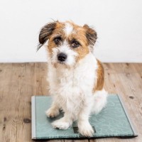 犬が『ミネラル不足』になると見せる症状4つ　飼い主が日頃から意識すべきサインや対策法まで解説