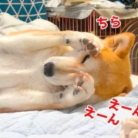 犬が『飼い主に撫でて欲しいアピール』した結果…想像以上にあざとすぎる『かまって攻撃』に悶絶「ポーズ可愛すぎ」「おっぴろげｗ」と2万再生