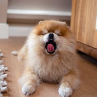 犬が『暇すぎる』ときにするサイン4選　愛犬を退屈させないために飼い主ができることとは？