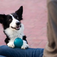 犬が『飼い主と一緒にしたい』と思っていること4つ　よりよい関係を築くためのポイントをご紹介