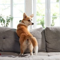 犬にさせるべきではない行動5選　今すぐやめさせた方がいい行為とは？