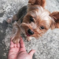 愛犬が指示なしで『オテ』をする5つの心理とは　飼い主がしてあげられることや注意点を解説