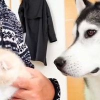 ハスキー犬が『怯える子猫を育てた』結果…嘘のような『2年後の姿』が感動的すぎると281万再生「まるで親子のよう」「涙が溢れた」と大絶賛