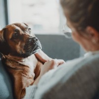 犬が飼い主の様子を気にしている時のサイン５つ　愛犬からの『気遣い』を知って感謝の気持ちを伝えよう