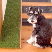 犬のために『階段にスロープを設置した』結果…8ヶ月に及ぶ努力が実った瞬間が43万再生の反響「飼い主の鏡」「素敵すぎるアイデア」と賞賛