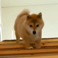 『寝坊した…』犬が"パパとの約束を忘れてしまった"結果…大慌てで見せた『まさかの行動』が可愛すぎると52万再生「ヤバッて顔してて草」