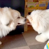 大型犬が『女の子のおもちゃを奪おうとした』結果…優しかったお兄ちゃんの『本気の激怒』が51万再生「真剣な眼差し」「立派な教育に感動」