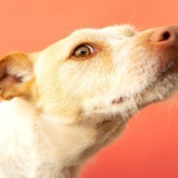 犬が『人のおしりを嗅ぐ』理由4選　やめさせなくて大丈夫？飼い主の正しい対応の仕方まで