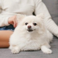 犬が飼い主に『くっついてくる』心理5選　まとわりついてくる愛犬の気持ちに応える方法とは？