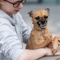 犬が飼い主を『守ろうとしている』ときにする行動4選　愛犬が人をかばおうとする理由とは？