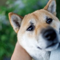 犬が足に体を擦り付けてくる5つの心理とは　可愛すぎるその理由や注意すべきポイントをご紹介