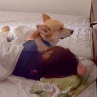 『惚れてまうやろ…』大好きなお姉ちゃんが体調不良になった結果、犬が…まさかの『看病する姿』が尊すぎると18万再生「優しさに泣ける」と絶賛