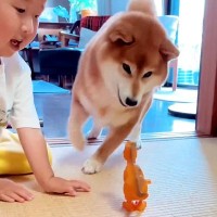 男の子が『犬を見て育った』結果…まさかの『完全に同じ遊び方をする』光景が可愛すぎると62万再生「そのうちワンって言いそう」「真似っ子ｗ」