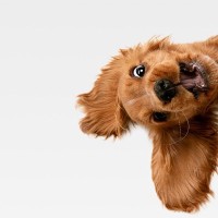 犬たちは『わざと可愛い仕草をしてる』説が濃厚？３つの理由をあなたの愛犬と照らし合わせてみよう