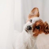 犬が混乱してしまう『名前』4選　愛犬を困らせるNGな名付け方や押さえておきたいポイントまで