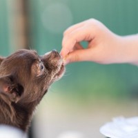 犬に『そうめん』を与えるときの注意点5つ　食べさせる際の適正量まで解説