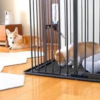 子犬と先輩犬が『はじめて一緒にお留守番した』結果…優しさに溢れた『可愛すぎる一部始終』が30万再生「ナイスコンビ」「癒された」と悶絶