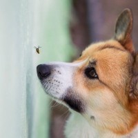 犬が食べてしまうと危険な『虫』4選　口に入れる心理や事前にできる対策とは？