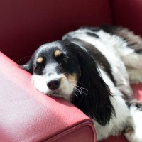 犬がかなり『疲弊している』ときのサイン5選　愛犬を疲れさせてしまう原因とは？