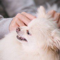 犬が不機嫌になるとみせる仕草や行動4つ　行動毎に配慮してあげるべきポイントをご紹介